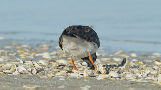 4K Ruddy Turnstone (Arenaria interpres) Feeding 3