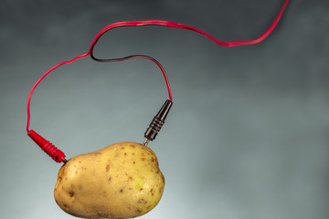 Potato as source of power. Energy crops