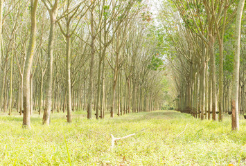 Row of para rubber tree