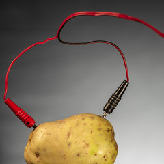 Potato as source of power, on gray. Energy crops