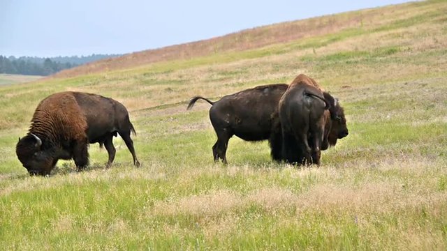 View of bison in Custer State Park in South Dakota