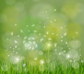 spring background with white dandelions