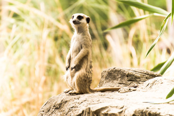 Fototapeta premium Alert Suricate or Meerkat
