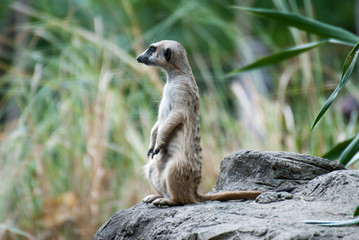 Alert Suricate or Meerkat