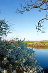 Early Spring - early white blossoms and dead branches against a background of blue sky, blue water, and a green field