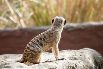 Alert Suricate or Meerkat
