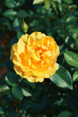 Blossom yellow roses