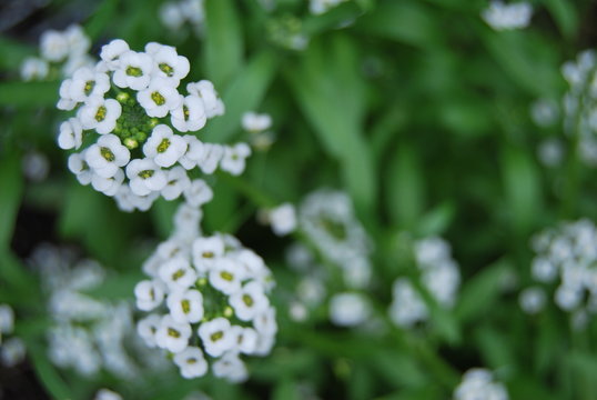 Bl&uuml;hender Duftsteinrich (Lobularia maritima)