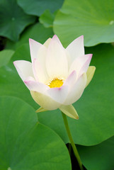 Obraz premium 蓮の花