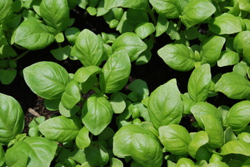 Basilikum (Ocimum basilicum)