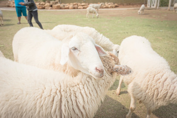 Sheep farm in eating grass , soft focus amd vintage style