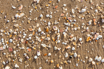 The broken sea shells on tropical beach sand.