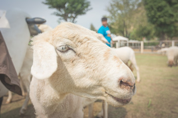 Sheep farm in eating grass , soft focus amd vintage style