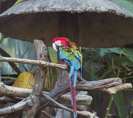 Colourful parrot bird sitting on the perch © stockphotokae