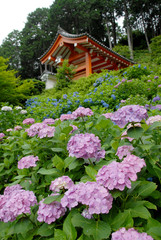 紫陽花寺