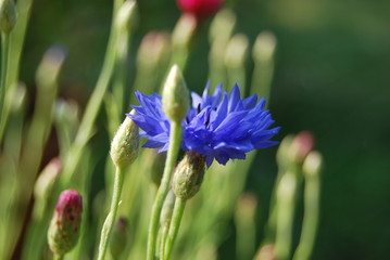 Blühende blaue Kornblume (Centaurea cyanus)