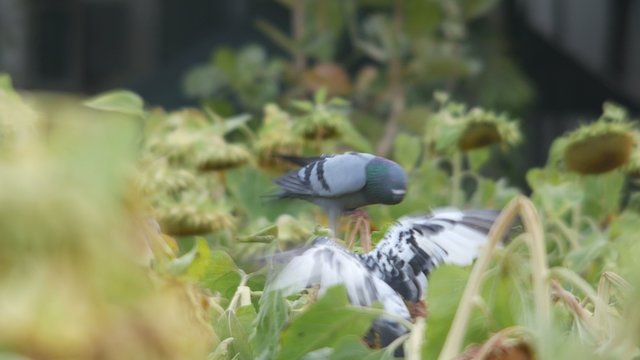 two pigeons staying on the same sunflower shoot and show aggressive behavior