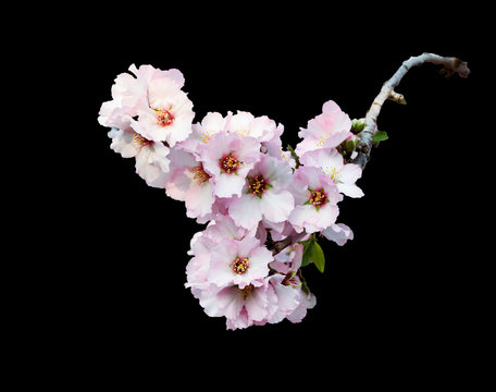Fototapeta Pink almond blossom branch isolated on black. Spring beautiful pink almonds flowers branch on black background. Branch full of spring blossom.