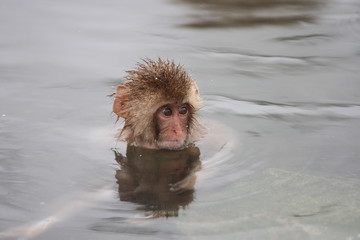 【 SNOW MONKEY 】地獄谷野猿公苑(JIGOKUDANI MONKEY PORK)
