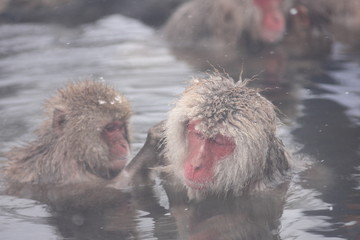 Fototapeta premium 【 SNOW MONKEY 】地獄谷野猿公苑(JIGOKUDANI MONKEY PORK) 