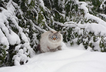 Siberian  cat on walk in winter forest
