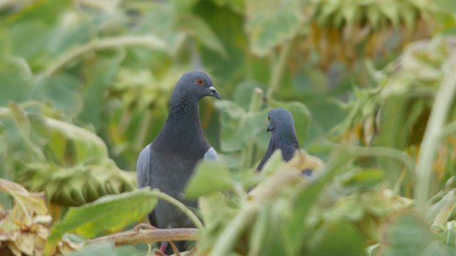 pigeons express courtship behavior on the sunflower field