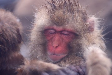 【 SNOW MONKEY 】地獄谷野猿公苑(JIGOKUDANI MONKEY PORK)

