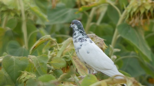 a white color pigeon is standing on the sunflower in the field