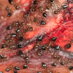 ants on the meat