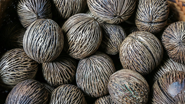 dry Cerbera oddloam's seed