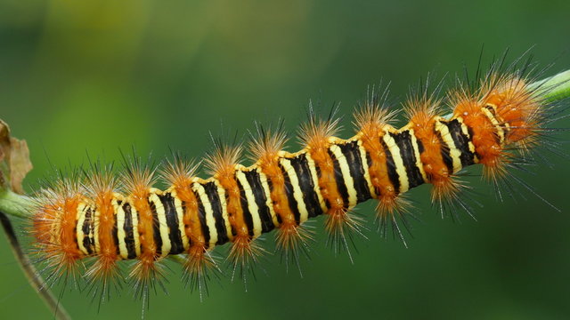 4K Echo Moth (Seirarctia echo) Caterpillar 2