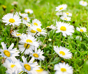 Frühlingsbote Gänseblümchen :)