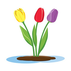 three vector colored tulips