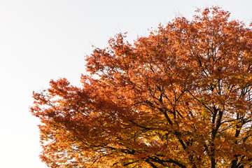 red autumn maple tree on white background.