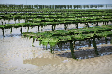 Parc ostr&eacute;icole.