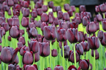 Czarne tulipany