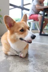 Corgi dog 