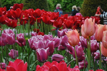 Tulipany