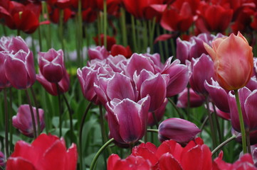Tulipany