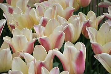 Naklejka premium Białe tulipany