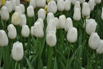 Fototapeta premium Tulipany