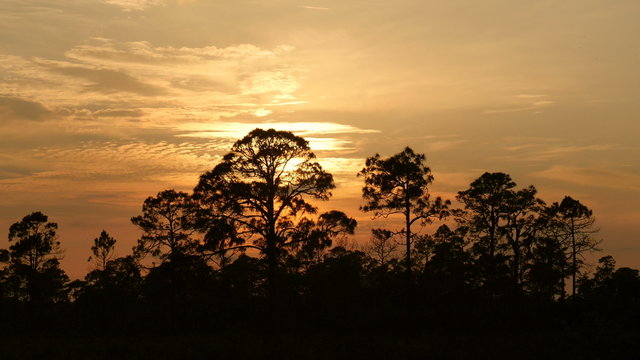 4K Pine Forest Sunset 1