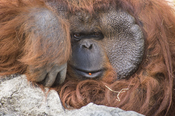 Orangutan