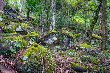 Obraz premium Nature, rainforest in Lamington National Park, Queensland, Austr
