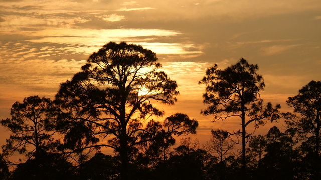 4K Pine Forest Sunset 2