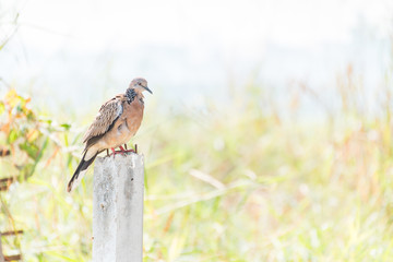 Spotted Dove standing on Concrete poles