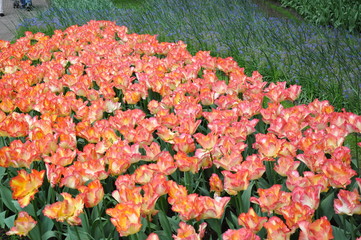 Tulipany