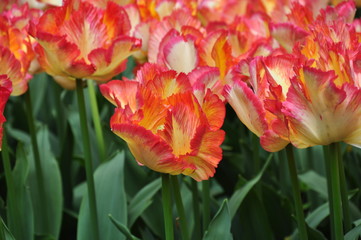 Naklejka premium Tulipany