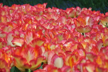 Fototapeta premium Tulipany