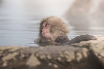 Snow monkey in onsen hot spring, Nagano, Japn